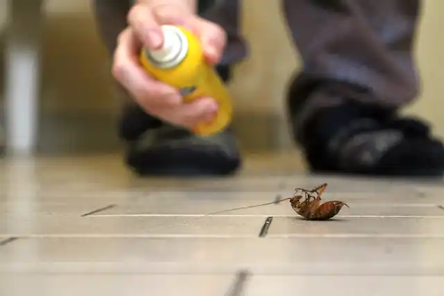 ongediertebestrijding Smallebrugge
